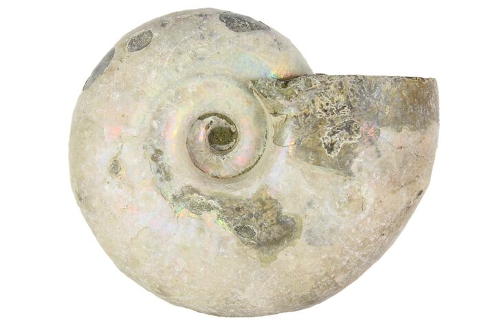 1 1/4" Silver Iridescent Ammonite Fossils - Photo 1